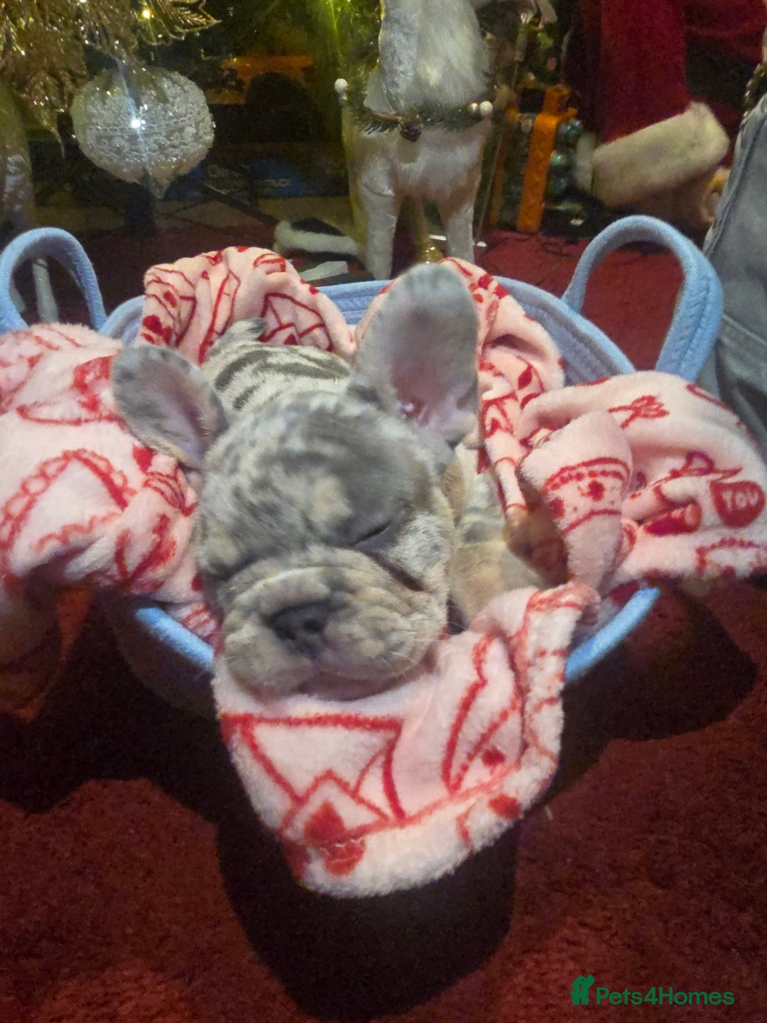 French Bulldog dogs for sale: French bulldog Puppy  😍 - Advert 10