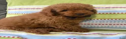 Toy Poodle dogs for sale: BOY LEFT!!!KC REGISTERED toy poodle puppies - Advert 6