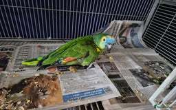 Conures birds for sale: Two birds  - Advert 1