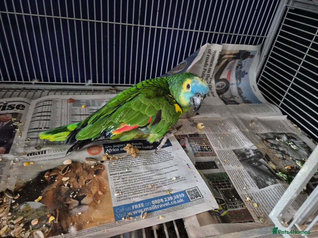 Conures birds for sale: Two birds  - Advert 1