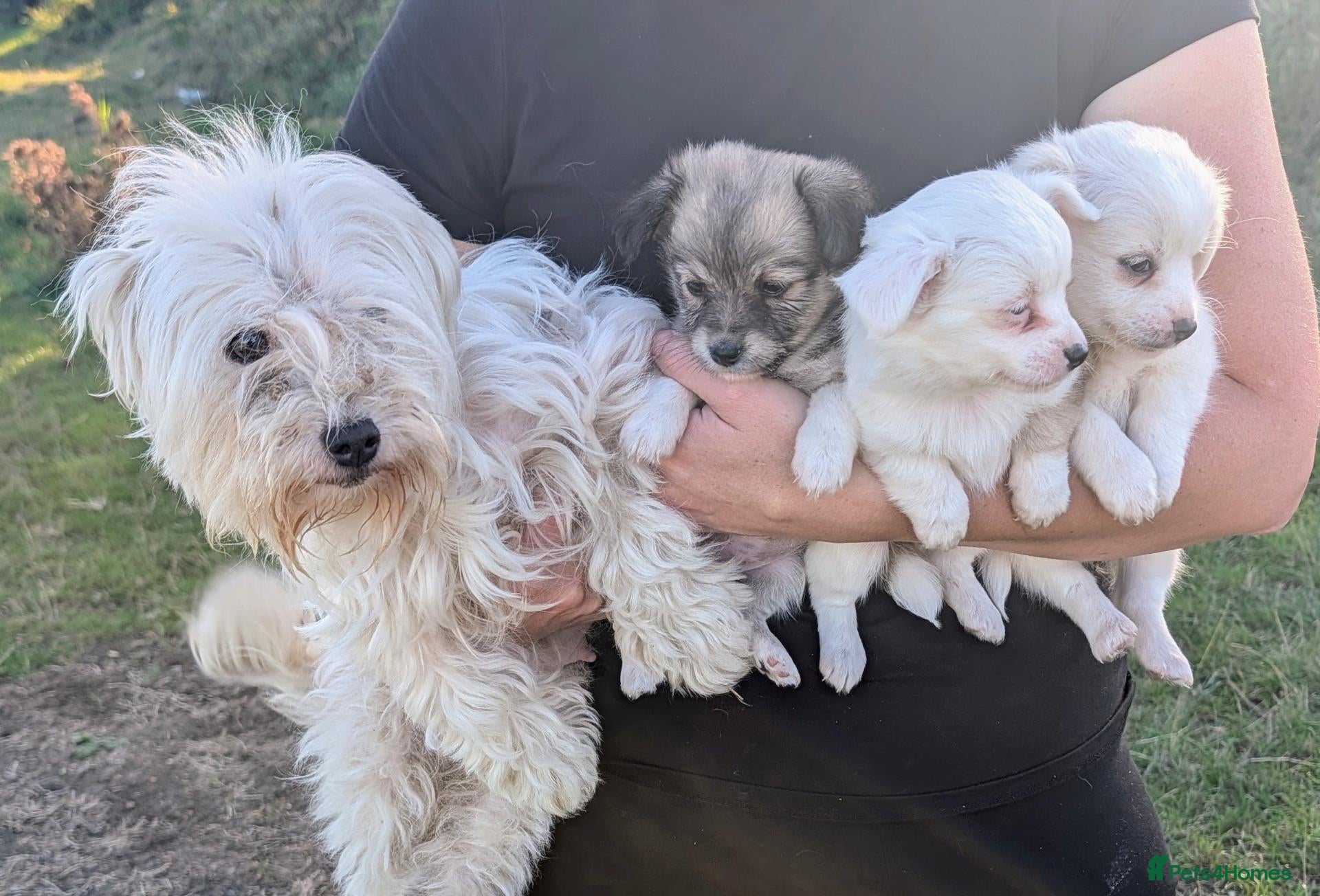 Mixed Breed dogs Westie cross pom - Advert 1