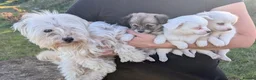 Mixed Breed dogs for sale: Westie cross pom in Grays - Advert 1