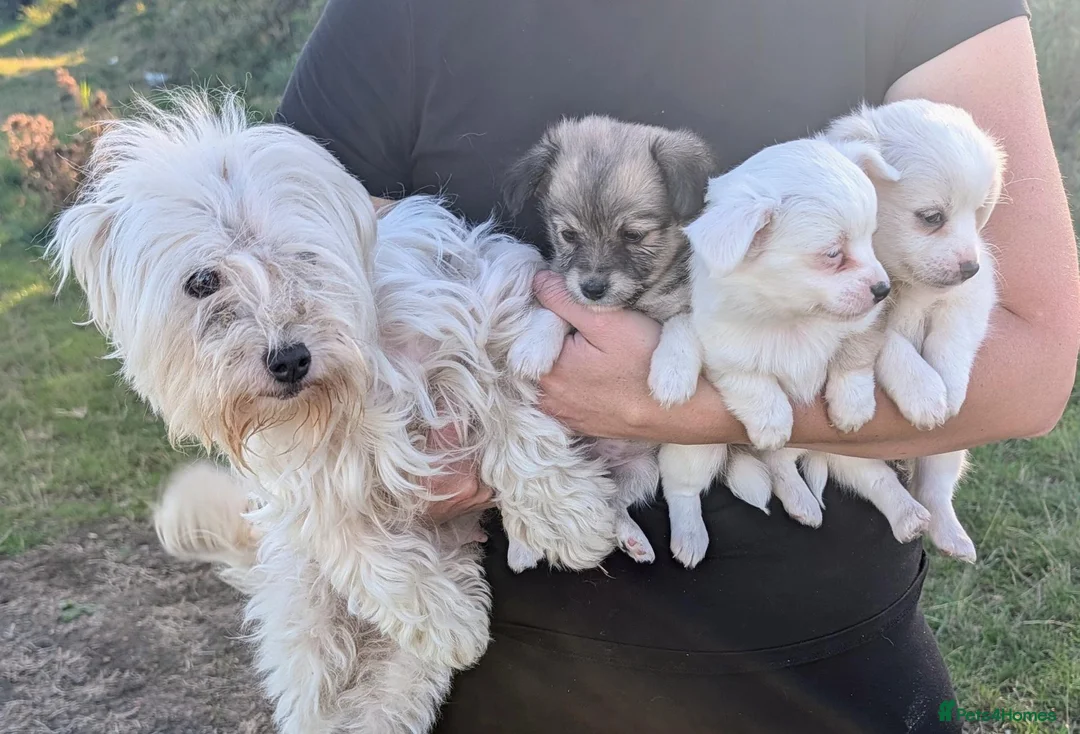 Mixed Breed dogs for sale: Westie cross pom in Grays - Advert 1