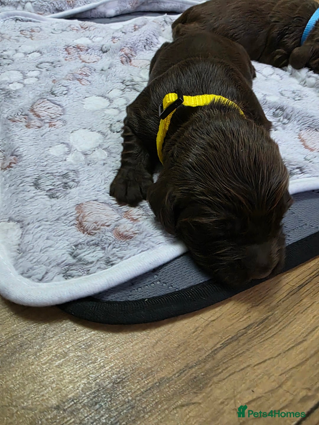 Cocker Spaniel dogs for sale: last puppy (girl) of the Working Cocker Spaniel - Advert 31