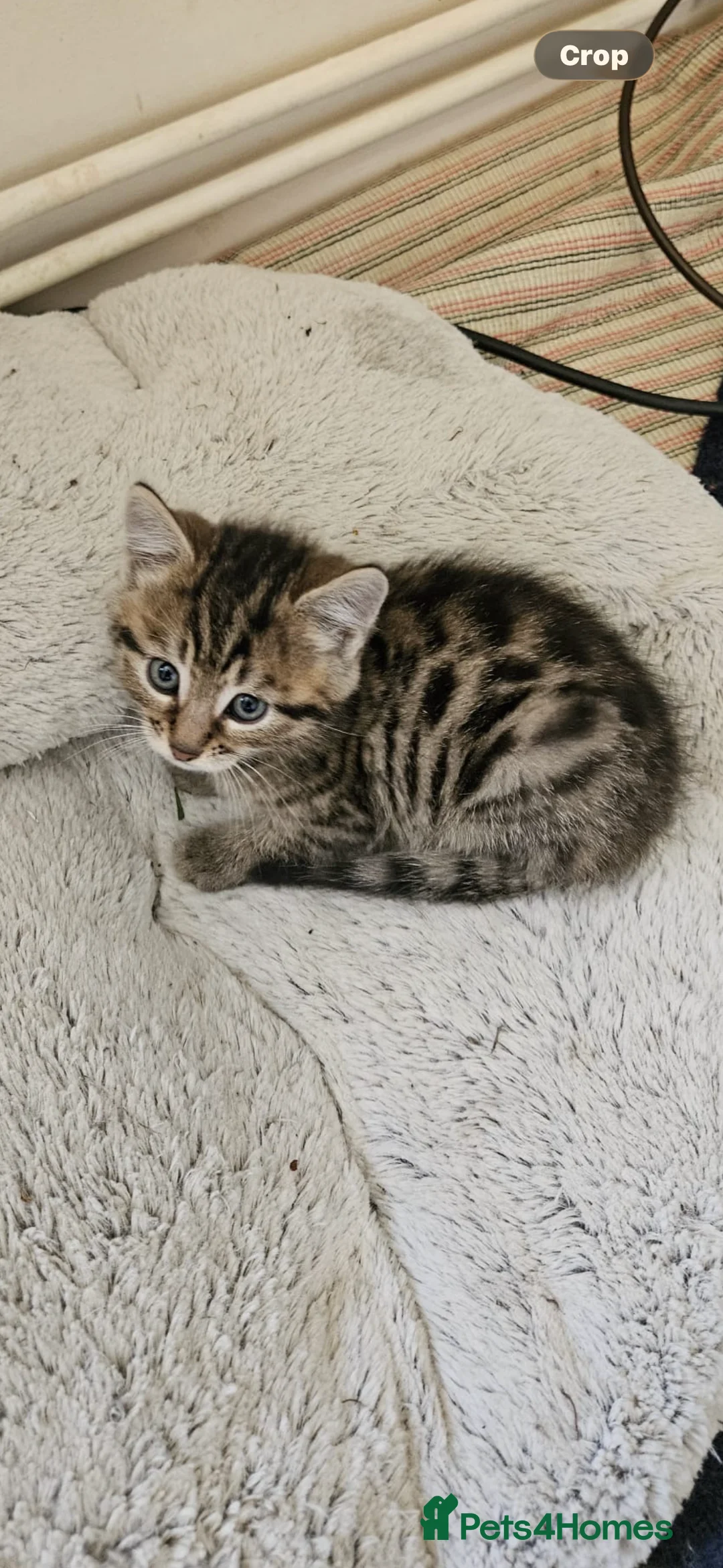 Mixed Breed cats for sale: Gorgeous mixed Breed Kitten - Advert 4