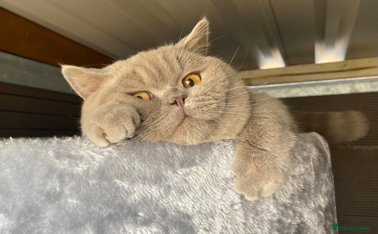British Shorthair cats - Advert 11