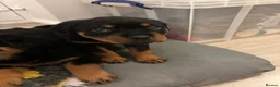 Rottweiler dogs for sale: 🐾🐶 beautifulRottweiler puppies 3 Girls Left🐶🐾 - Advert 24
