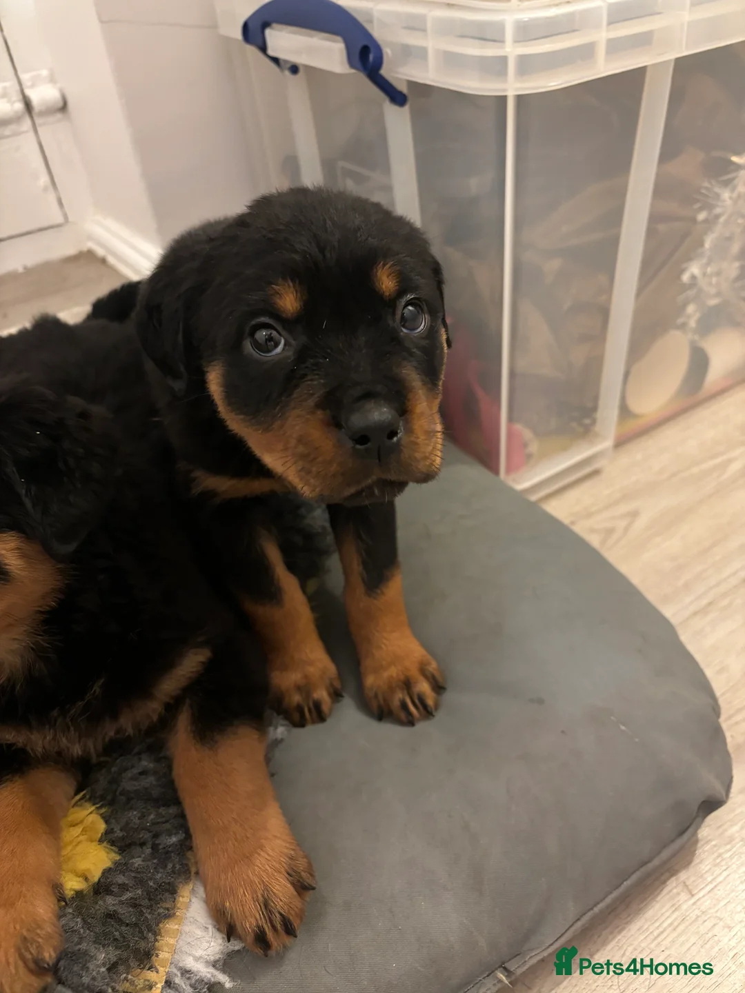 Rottweiler dogs for sale: 🐾🐶 beautifulRottweiler puppies 3 Girls Left🐶🐾 - Advert 24