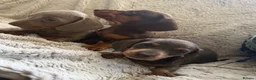 Dachshund dogs for sale: Beautiful Dachshund puppies  - Advert 3