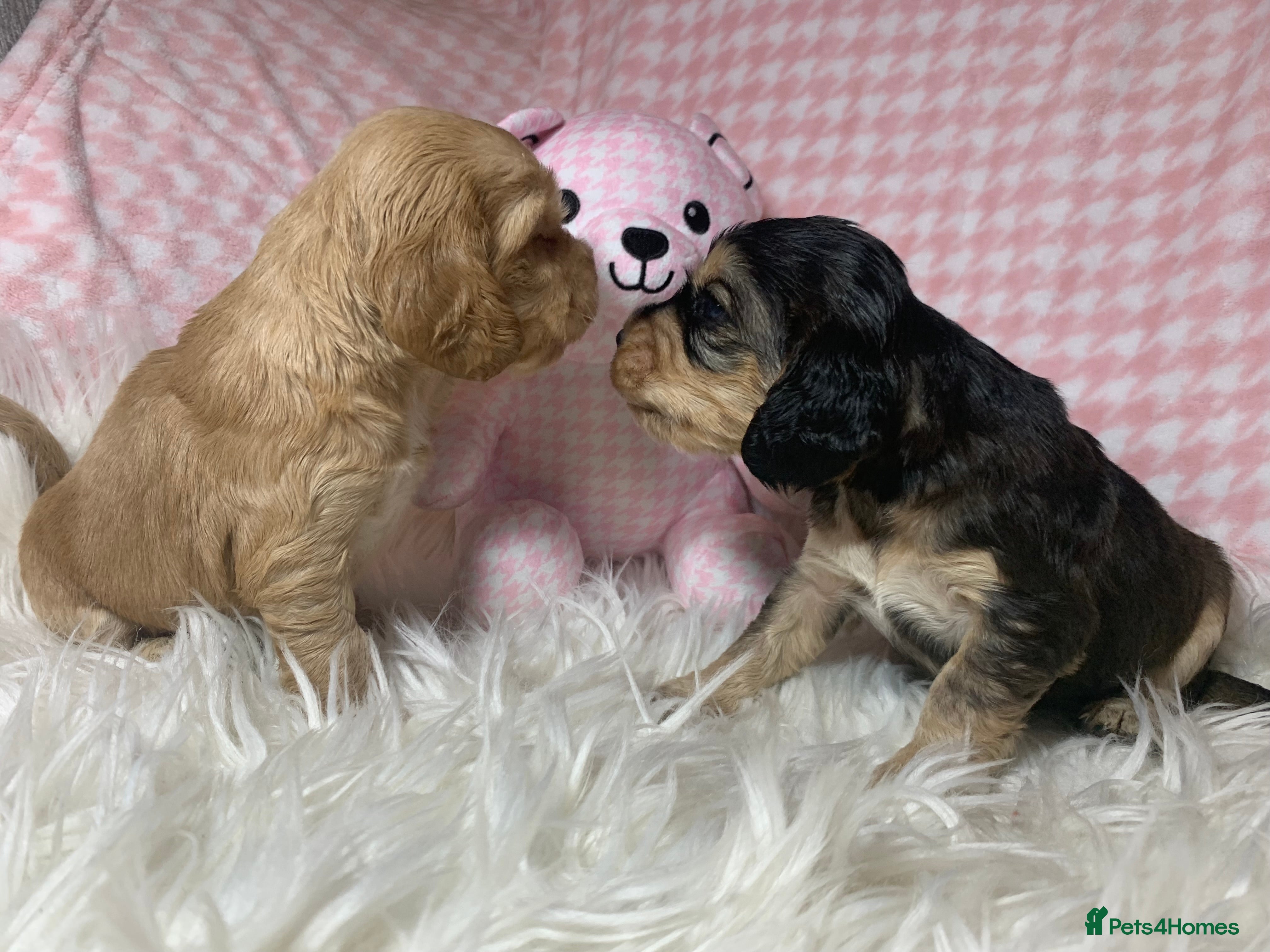 Cocker Spaniel dogs Show type cocker spaniel puppy’s PRA Clear  - Advert 12