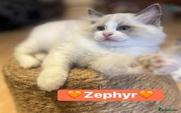 Ragdoll cats for sale: 💖Beautiful Ragdoll💖 Tica register  - Image 12
