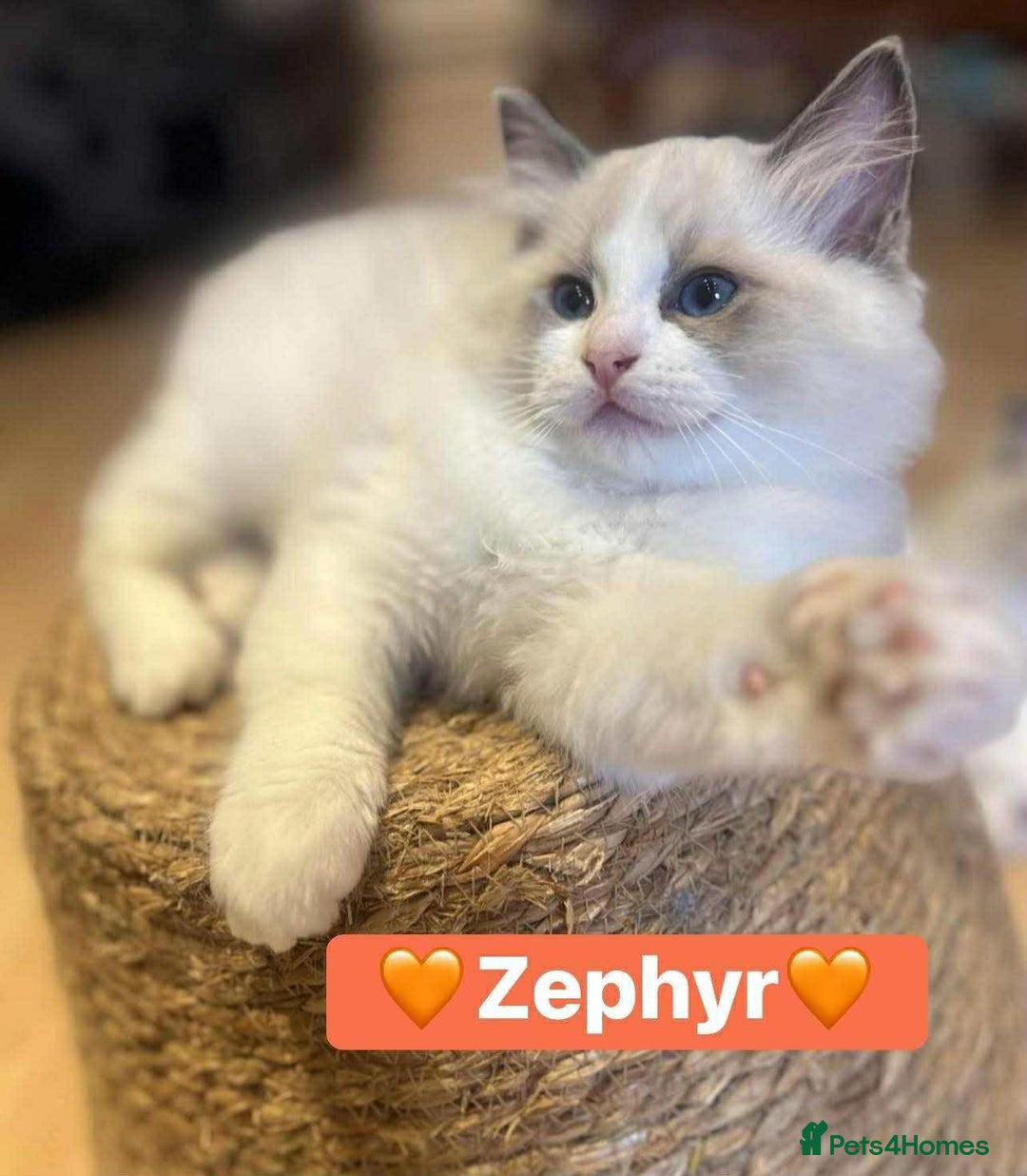 Ragdoll cats for sale: 💖Beautiful Ragdoll💖 Tica register  - Image 12