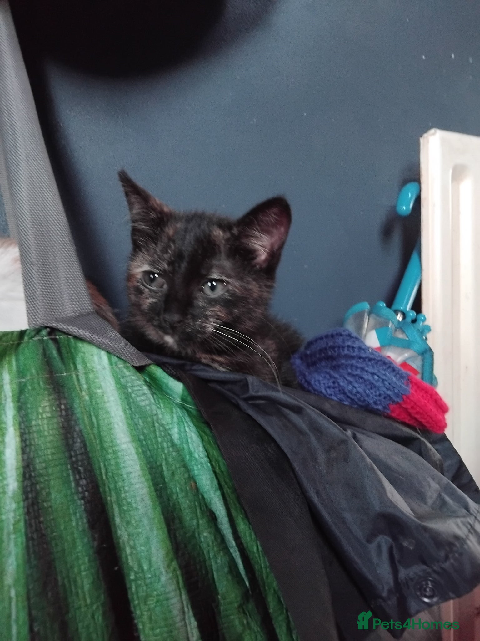 Mixed Breed cats for sale: 6 cute kittens  - Advert 7