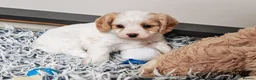 Cavapoo dogs for sale: Home breed cavapoo F1/ health tested parents - Advert 8