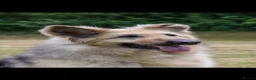 German Shepherd dogs for sale: 🐶❤️KC health tested gsd babies 🐶❤️ - Advert 13