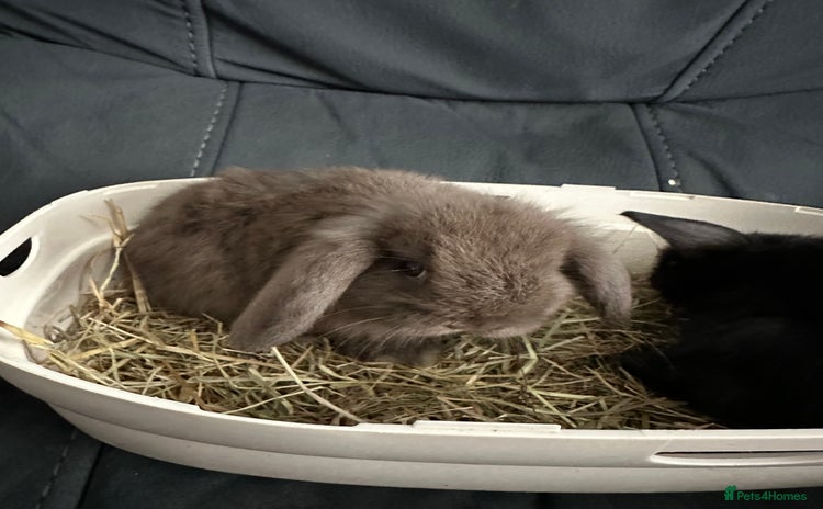 Mini Lop rabbits - Advert 3
