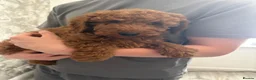 Miniature Poodle dogs for sale: Beautiful Red Miniature Poodle Boy – 4 Months Old  in Rochdale - Advert 3
