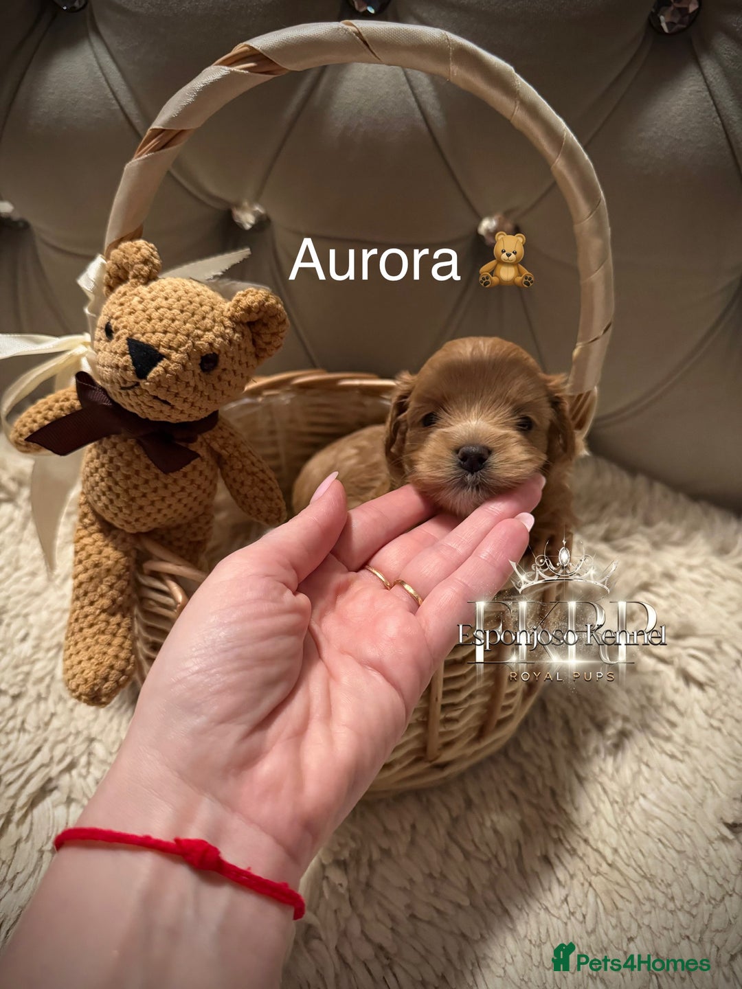 Maltipoo dogs for sale: 👑ULTRA RARE F1 TINY DNA ASIAN MALTIPOO PUPPIES👑 - Image 4