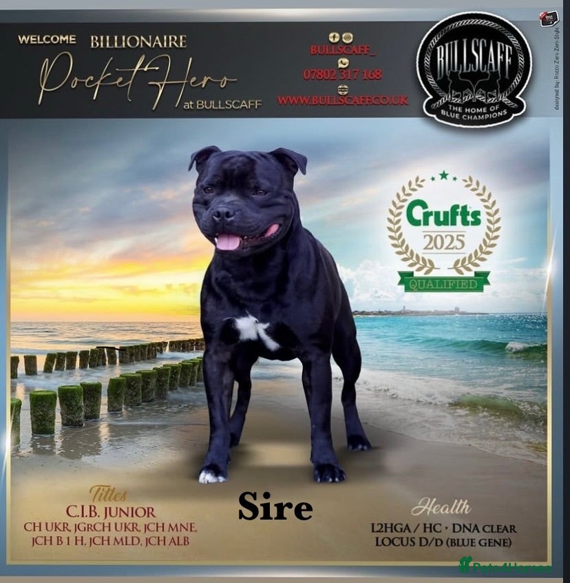 Staffordshire Bull Terrier dogs Billionaire bills pups  - Advert 4