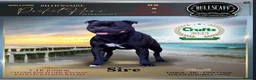 Staffordshire Bull Terrier dogs for sale: Billionaire bills pups  in Oldham - Advert 1