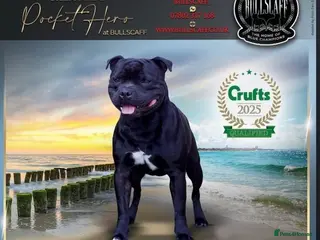 Staffordshire Bull Terrier dogs Billionaire bills pups - Advert 4