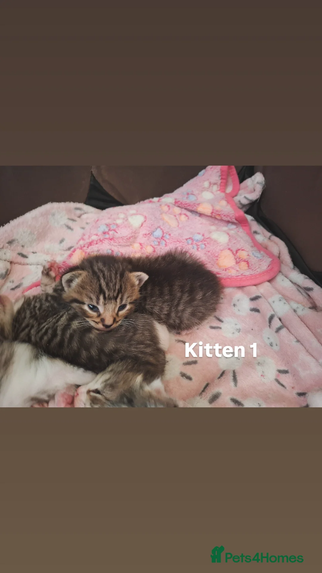 Mixed Breed cats for sale: Gorgeous tabby kittens (long & short hair) - Advert 2