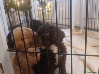 Cavapoo dogs 🐶 Cavapoo/ miniature poodle 🐶 - Advert 2