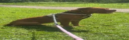 Dogue De Bordeaux dogs for sale: Ivy the loving Dogue de Bordeaux in Saint Austell - Advert 5