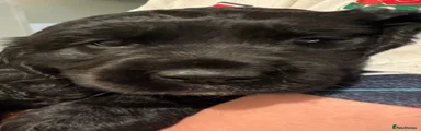 Cockerdor Puppy 2