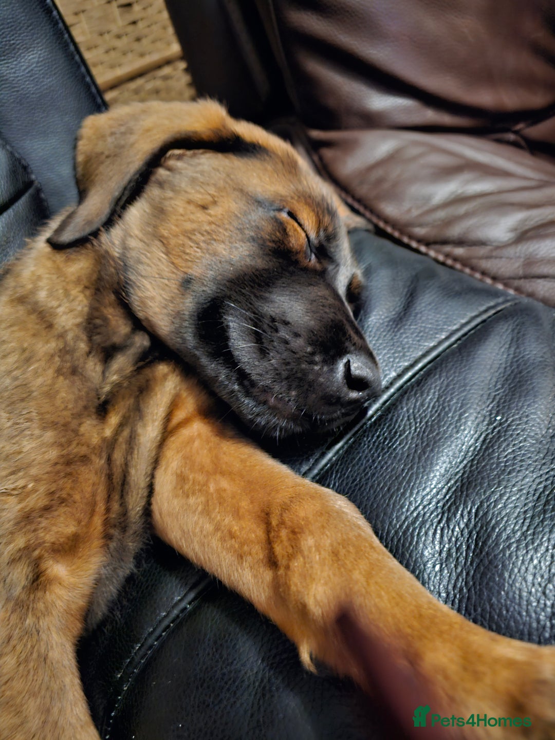 Mixed Breed dogs for sale: German shepherd cross puppy  - Advert 4