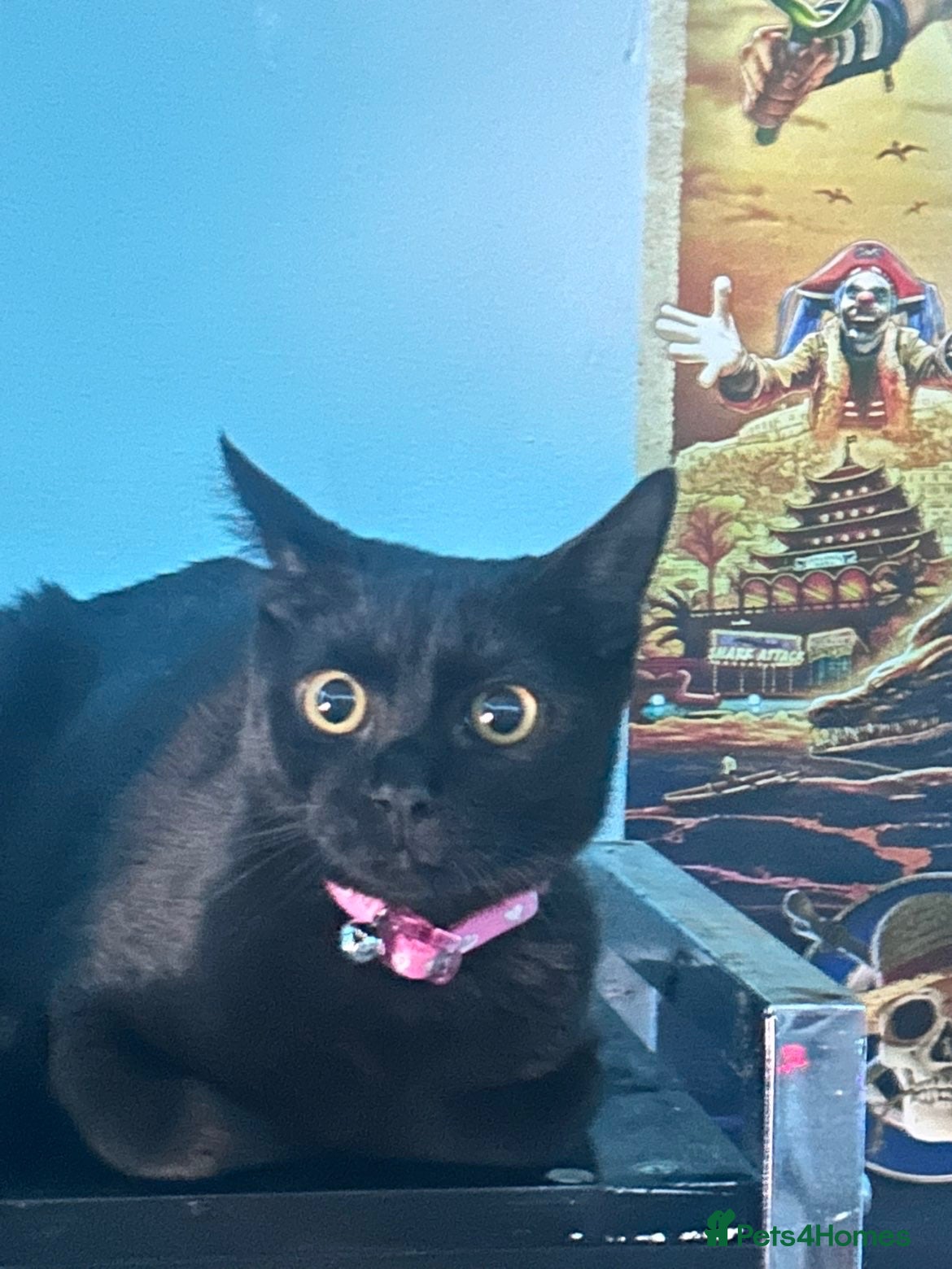 Domestic Shorthair cats She’s looking for new home and attention  - Advert 1