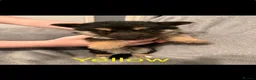 German Shepherd dogs for sale: 6 beautiful German shepherd pups for sale  - Advert 13