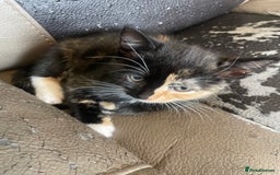 Mixed Breed cats for sale: 2 KITTENS FOR SALE🥰😍 - Image 8