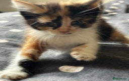 Mixed Breed cats for sale: Kittens - Image 8