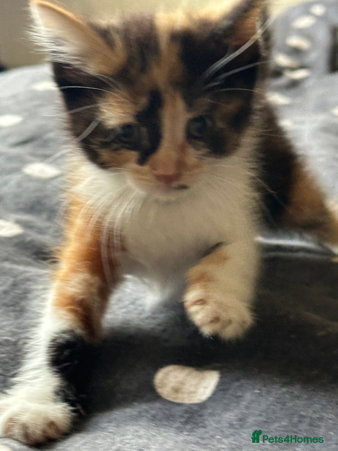 Mixed Breed cats for sale: Kittens - Image 8