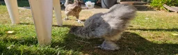 Chickens poultry for sale: Silkie chickens in Lingfield - Advert 3