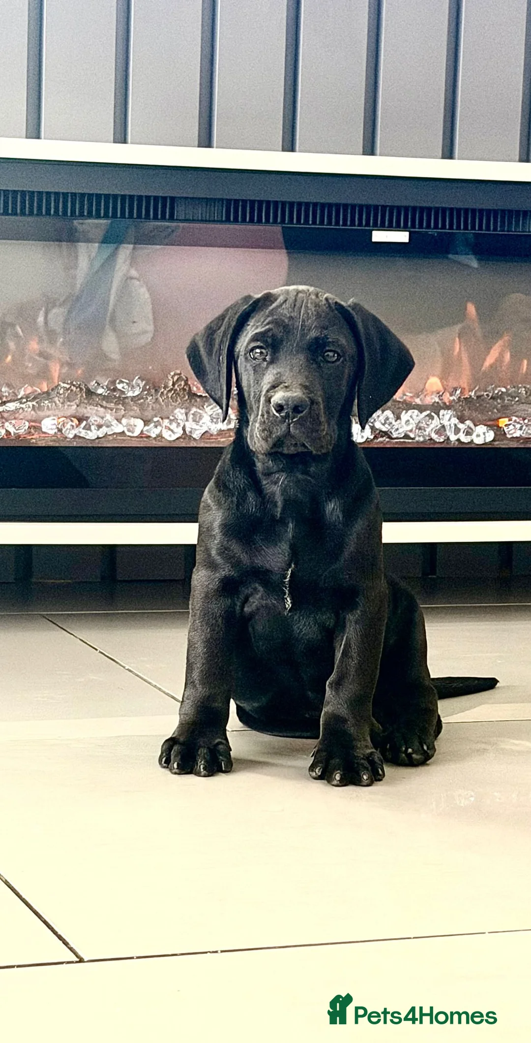 Cane Corso dogs for sale: 10 WEEKS OLD ICCF FEMALE CANE CORSO  in Coventry - Advert 1