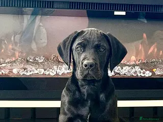 Cane Corso dogs 10 WEEKS OLD ICCF FEMALE CANE CORSO - Advert 3