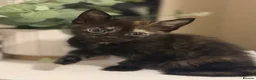 Mixed Breed cats for sale: 5 mixed kittens for sale  in Wallasey - Advert 29