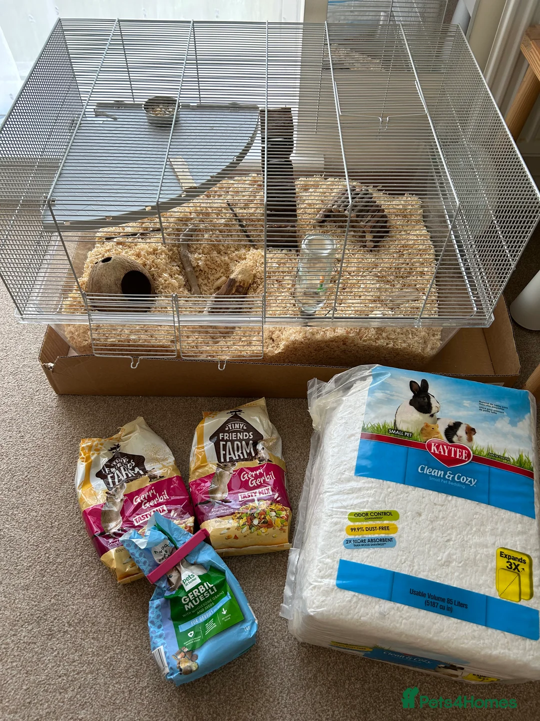 Gerbil rodents for sale: 2 gerbils males with cage and additions  - Advert 6