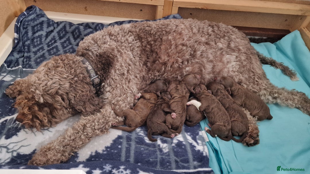 Lagotto Romagnolo dogs for sale: Lagotto Romagnolo, pure breed, KC reg litter - Image 5