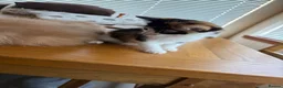 Mixed Breed cats for sale: Beautiful kittens for sale !! in Girvan - Advert 6