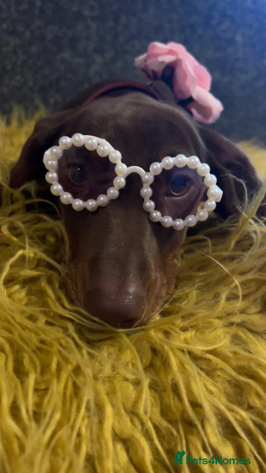 Dachshund dogs for sale: Only ONE Girl left Standard dachshund - Advert 1