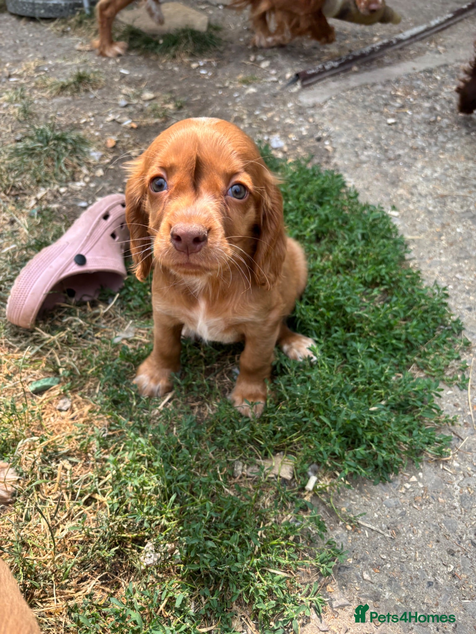 Sprocker dogs 2 Gorgeous Sprocker puppies ready now  - Advert 3
