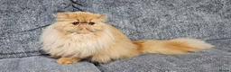 Persian cats for sale: Beautiful Red persian girl - 14 months old - Advert 2