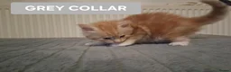Maine Coon cats for sale: 3 GINGER MAINE COON  KITTENS in Wolverhampton - Advert 11