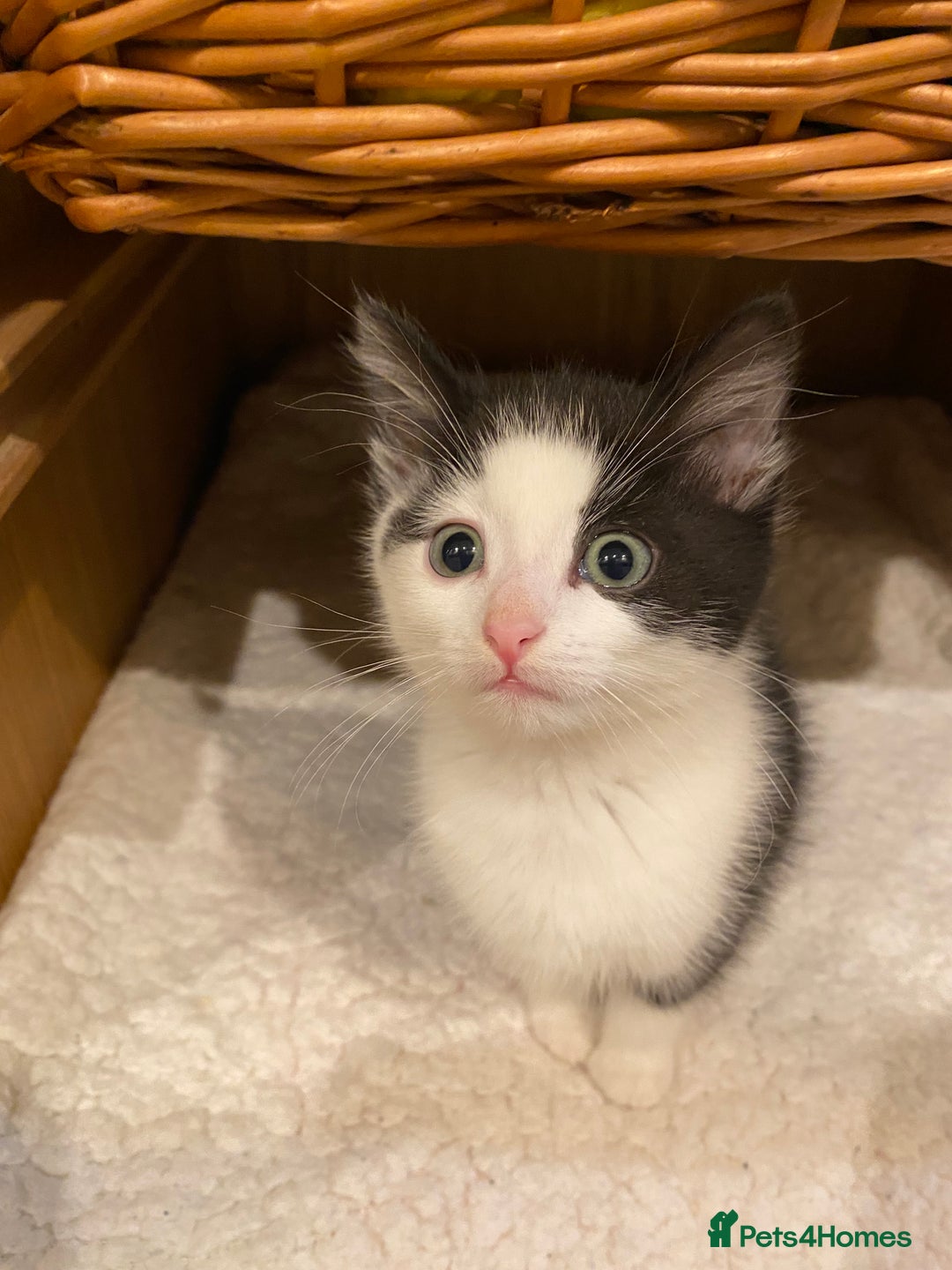 Mixed Breed cats for sale: Home-Raised Black & White Kittens– 10 Weeks Old 🐾 - Advert 5