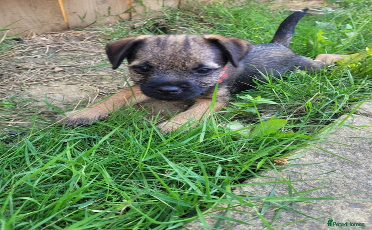 Border Terrier dogs - Advert 5