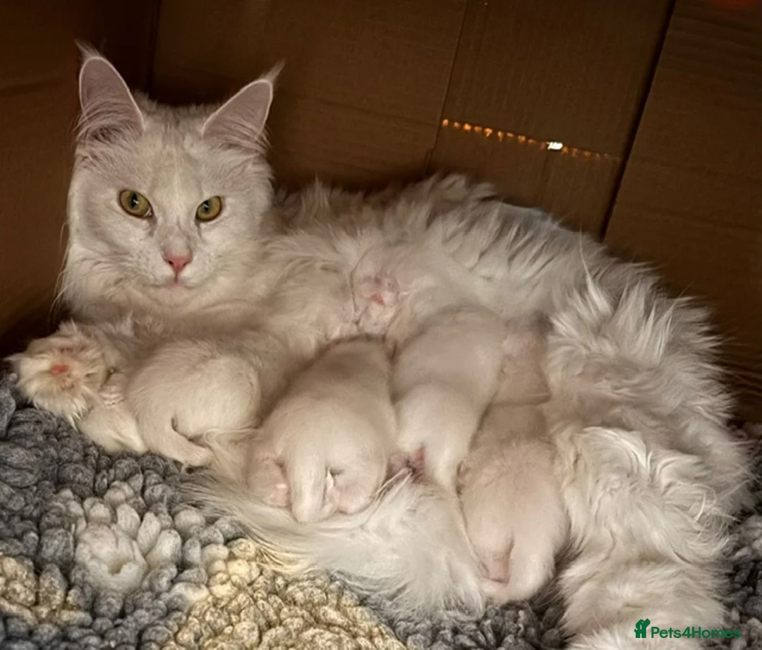 Maine Coon cats for sale: Council licensed TICA white Maine Coon kittens - Advert 15