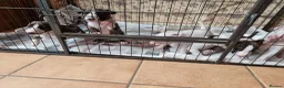 Bull Terrier dogs for sale: Bullterrier pups  - Advert 3